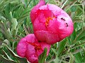 Peoniaceae - Peonia officinalis_2